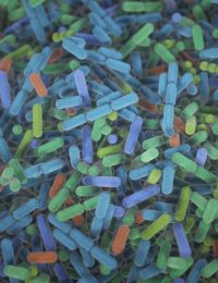 Human gut microbiota / Photo: NIH Image Gallery (CC BY 2.0 Deed)